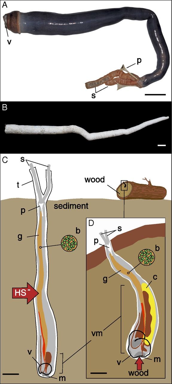 figure from Distel et al 2017, showing Kuphus up top without its shell. it is a somewhat obscene looking flesh tube of shockingly dark blue-black color, with orangish siphons at the other end. Below is a picture of its long, white tube-shaped shell valve, which looks like a horn a yodeler would use in the Alps. Below is a comparative schematic of Kuphus vs a typical shipworm, showing how Kuphus lives embedded in sediment, feeding hydrogen sulfide to symbiotic microbes in its gills, while the shipworm digs into wood and feeds it to its symbionts.