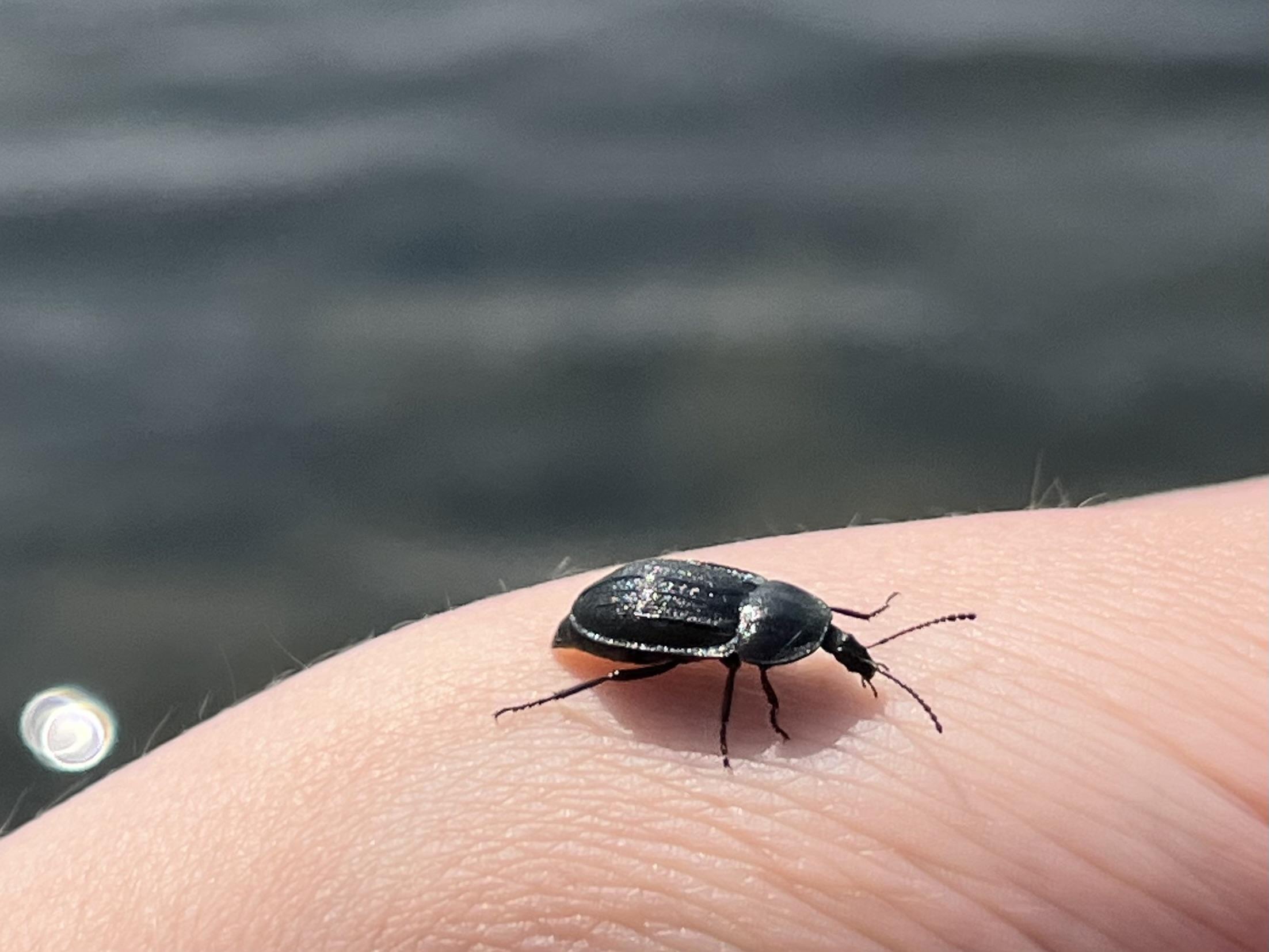 A black flattened beetle with an elongated neck is walking on a human hand. You can clearly see its antennae and some of the legs. The background is blurred and dark grey.