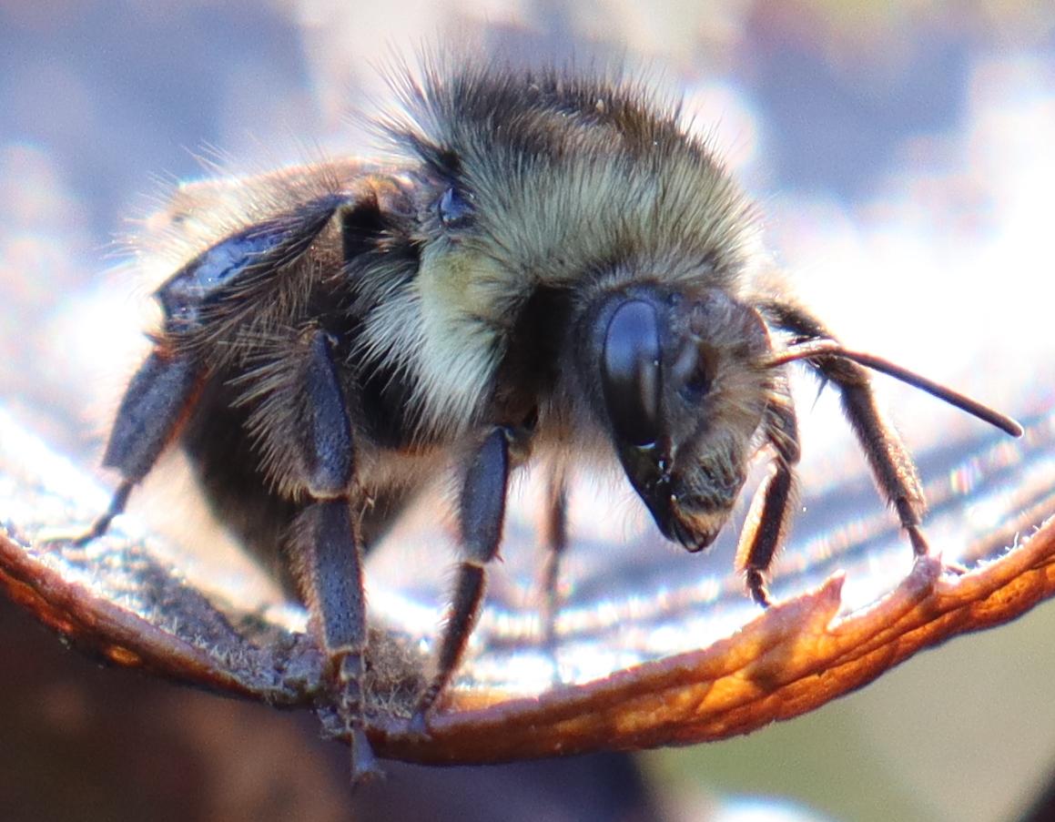 A bumblebee sitting on an upturned brown leaf. Their head is turned, showing a full view of the largest eye.