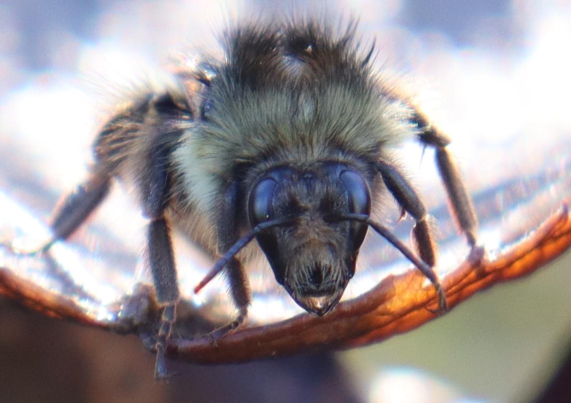 This time, the bumble is facing the camera directly, with the sky and trees reflected in the largest pair of eyes.