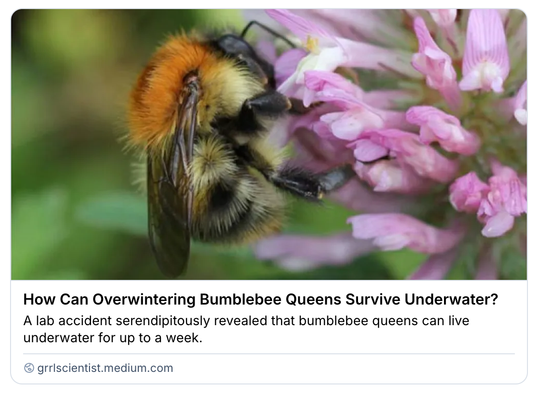 bumblebee pollinating flowers