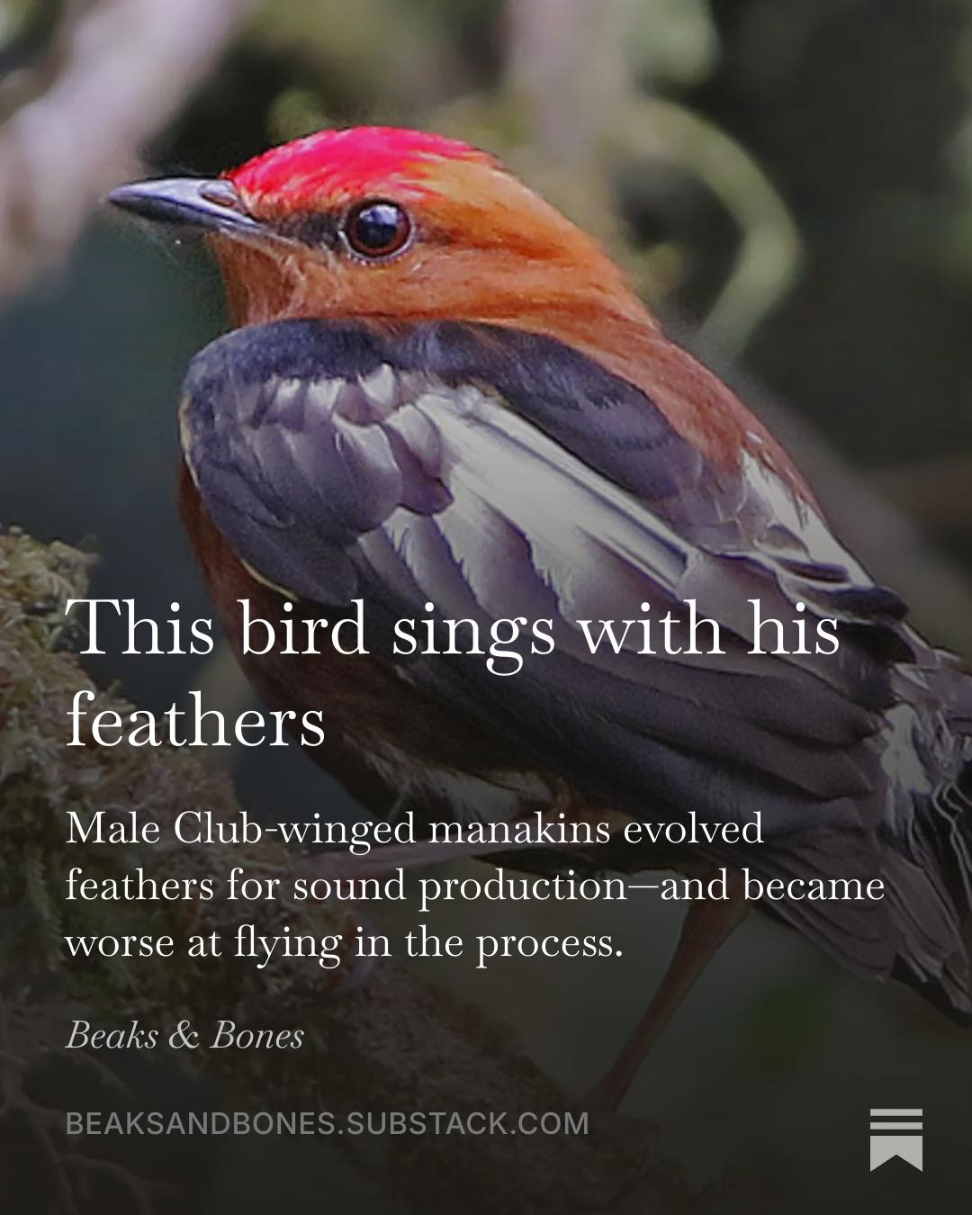 A male Club-winged manakin (a colorful bird) sitting on a branch. White text on top of the photo:

This bird sings with his feathers
Male Club-winged manakins evolved feathers for sound production—and became worse at flying in the process.